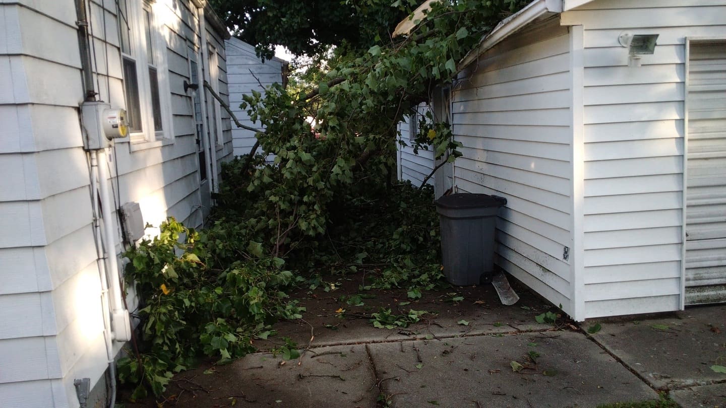 The tree left for months